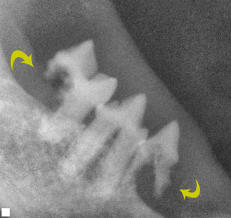 dental2.jpg
