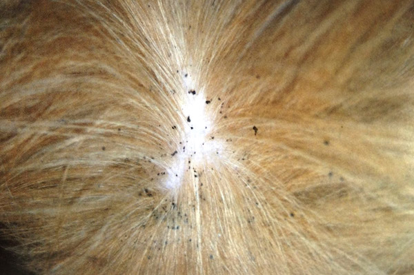 how-to-tell-if-your-dog-has-fleas.jpg