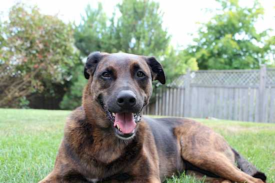 Bailey