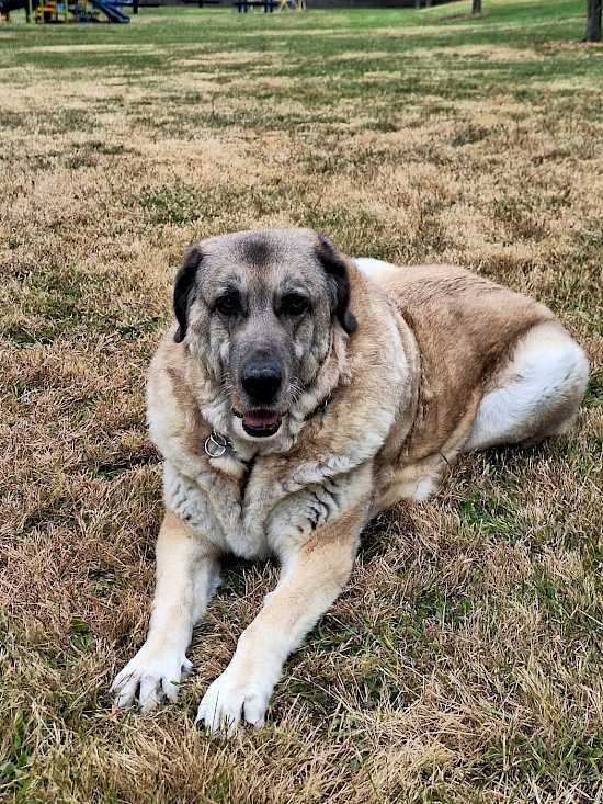 Rosie