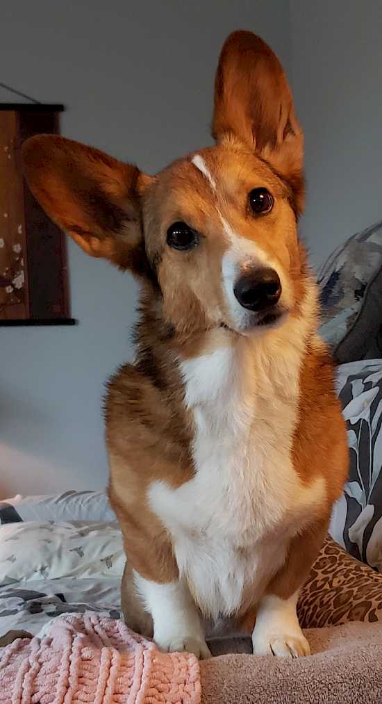 Louie